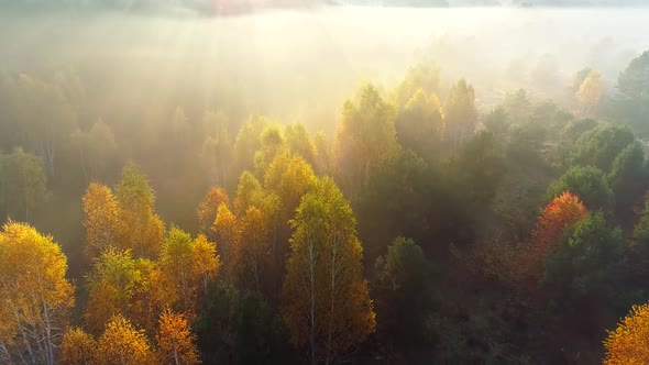 Mixed European Autumn Forest. Flying Over Beautiful Color Autumn Trees in Foggy Sunrise. Sun Rays