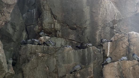Free Real Wild Rock Doves Roosting on the High Rocky Wall