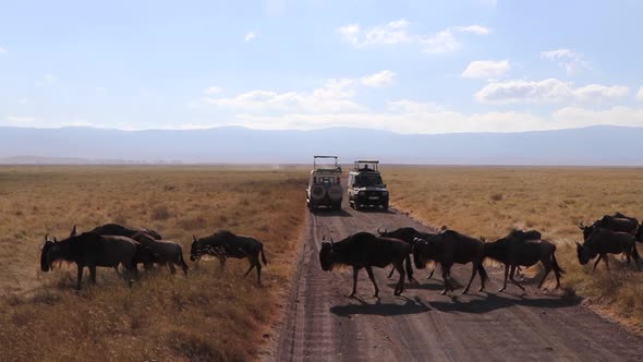 A herd of wildebeest, Connochaetes taurinus or Gnu marching across a road between safari vehicles du