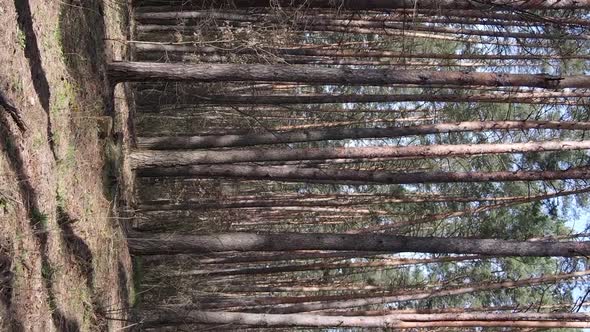 Vertical Video of Beautiful Forest Landscape