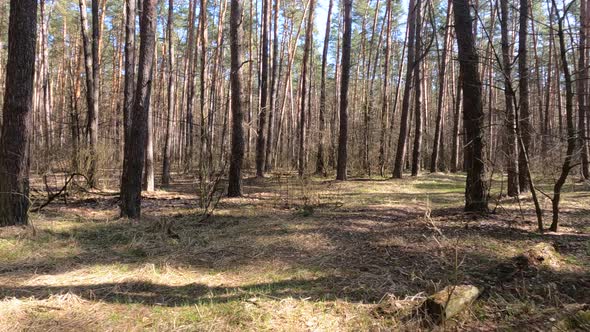 Forest with Pines with High Trunks During the Day