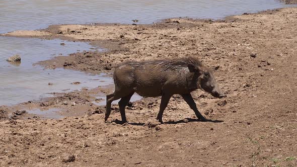 Warthog, phacochoerus aethiopicus, Adult having Mud Bath, Nairobi Park in Kenya, slow motion