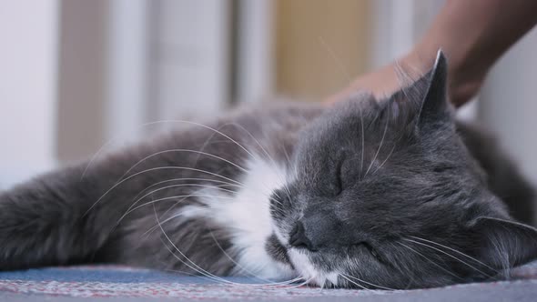 A Beautiful Fluffy Gray Cat Sleeps Lying on a Rug Its Owner Strokes a Soft Coat