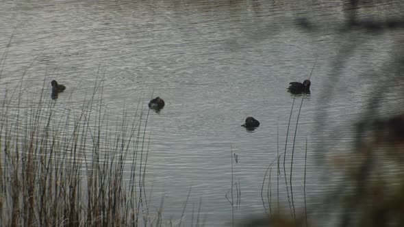 Ducks in a pond bathing and pruning