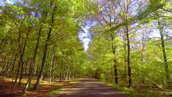 Driving on asphalt road through autumn forest in Poland