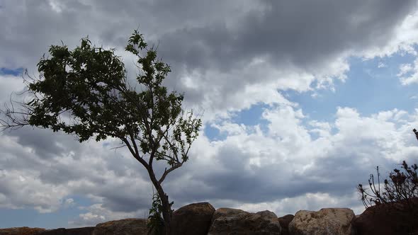 The Tree And Clouds Time Lapse
