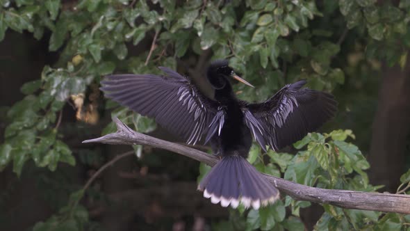 Anhinga bird, seen from behind, stands on tree branch and flaps wings