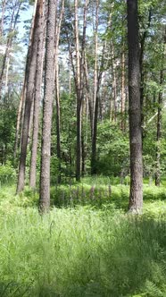 Vertical Video of a Summer Green Forest with Trees During the Day Slow Motion