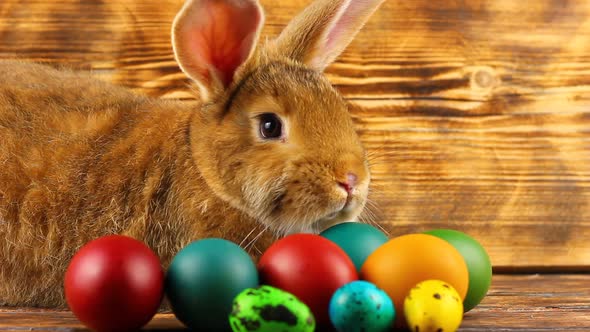 Curious Little Fluffy Brown Bunny Sits on a Wooden Background with Multicolored Painted Easter Eggs