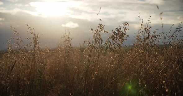 The Wind Blows the Stalks of Ripe Rapeseed