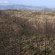 Aerial view of Burnt Forest - VideoHive Item for Sale