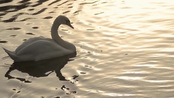 White swan floating on lake at sunset