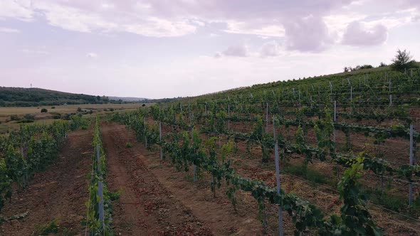 Large Field of Vineyard Taking Video with Drone Concept of Agriculture and Farming Industry