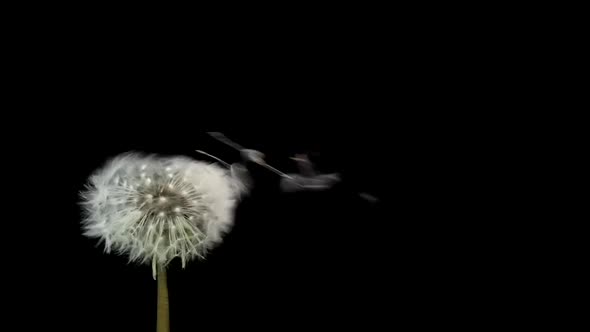 Amazing Macro Shot of Dandelion Being Blown in Super Slow Motion on Black Background