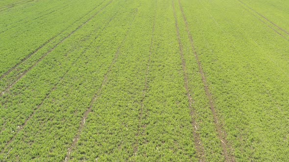 Slow flying over the field with sowed peas 4K drone video