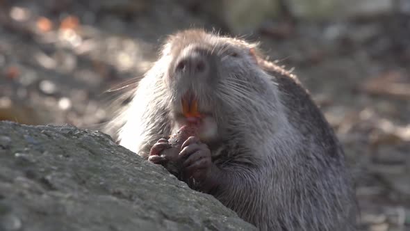 Nutria Eats Pieces of Fresh Carrots in Natural Environment or in Captivity of the Zoo Close Up