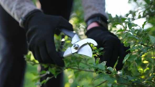 Gardening Concept  Gardener with Secateurs Cutting Branches of Bushes