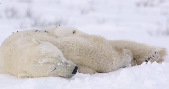 Medium shot of a Polar Bear sow and cubs resting in the snow. Cubs and sow are sleeping, then one cu