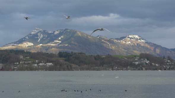 Seagulls flying over the lake Lucerne, Switzerland  