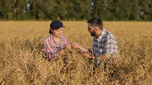 Farmers Works in a Chickpea Field, Use Digital Tablet