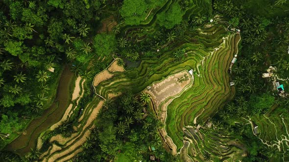 Amazing Landscape Above Rice Terraces