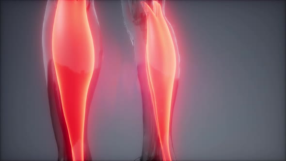 Gastrocnemius Visible Muscle Anatomy Map alt