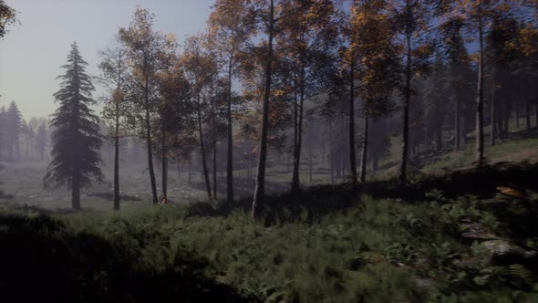 Moon Light Over the Spruce Trees of Magic Mystery Night Forest alt