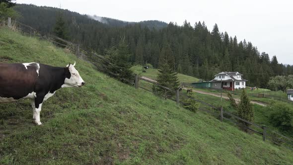 Ukraine, Carpathians: Cow in the Mountains. Aerial