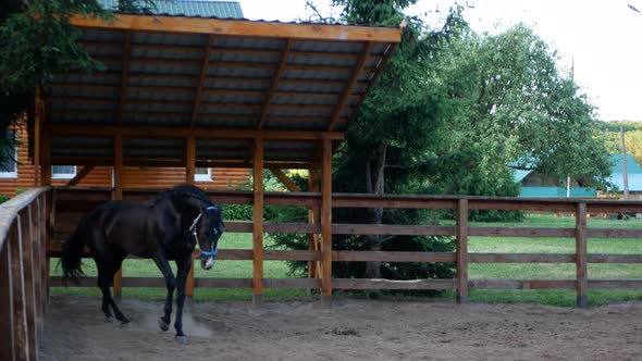 Shooting a Wild Horse in a Wooden Paddock in the Shade of Trees