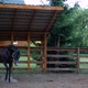 Shooting a Wild Horse in a Wooden Paddock in the Shade of Trees - VideoHive Item for Sale