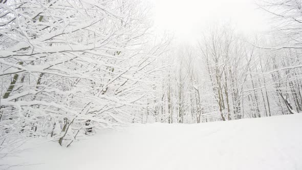 A Snowcovered Forest in Winter  Branches Covered in Frost