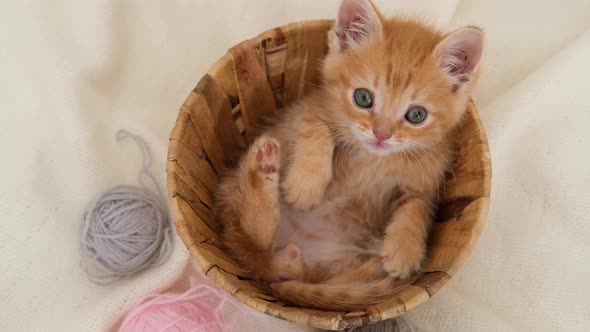 Striped Curious Red Kitten Sitting in Basket with Pink and Grey Balls Skeins of Thread on White Bed