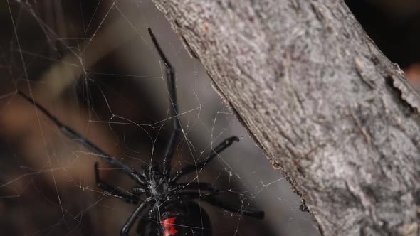 Macro of Black Widow Spider crawling on web