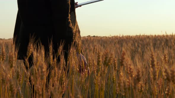 A Female Farmer Walks Through a Wheat Field During Sunset. A Woman Touches the Ripe Spikelets of