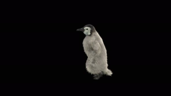 Penguin Dancing 4K