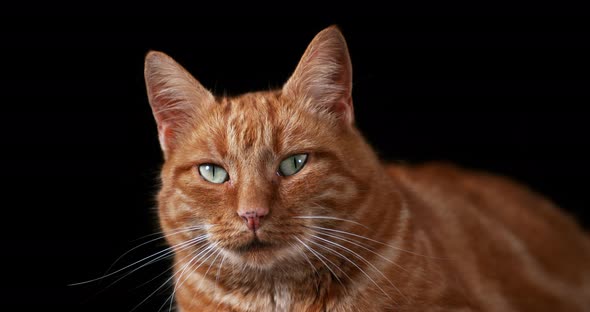 Red Tabby Domestic Cat, Adult Laying against Black Background, Real Time 4K