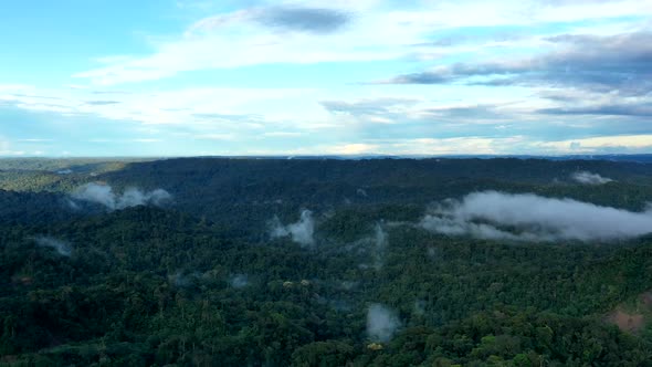 Timelapse of a rainforest canopy with fog appearing in patches and sunlight covering the trees