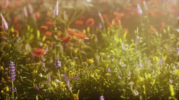 Abundance of Blooming Wild Flowers on the Meadow at Spring Time