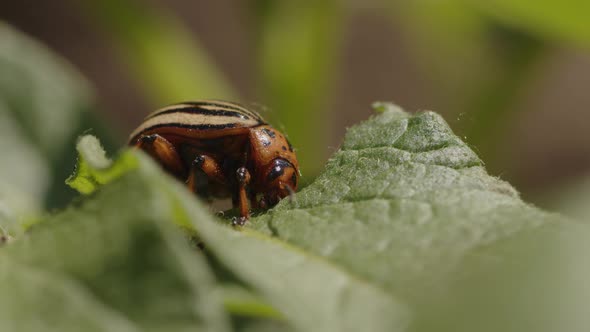 Leptinotarsa decemlineata, eating tomato leaves. olorado beetle, destroys the harvest.