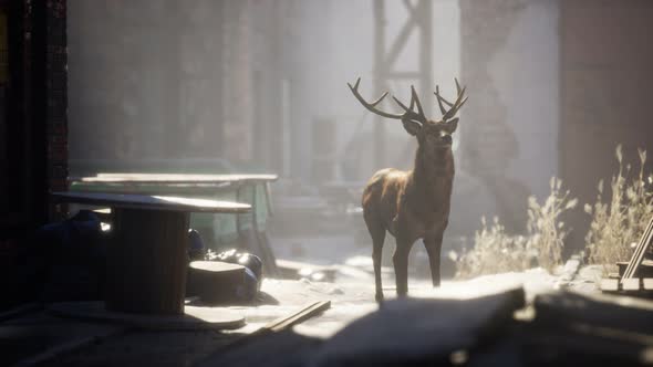 Wild Deer Rooming Around the Streets in Abandoned City alt