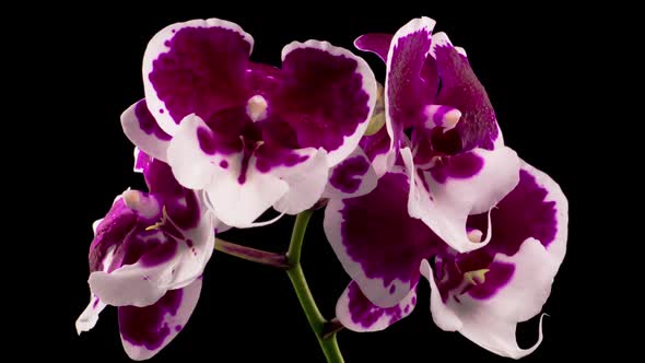 Blooming White - Magenta Orchid Phalaenopsis Flower