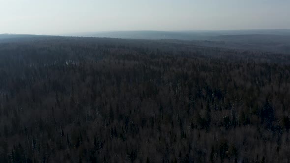 Aerial View of the Endless Forest