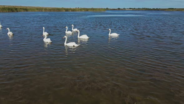 Slow Motion Aerial Filming Drone Flight Over Beautiful Wild White Swans in Lake Waters Lot of