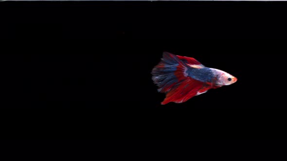 Siamese fighting fish (Betta splendens)