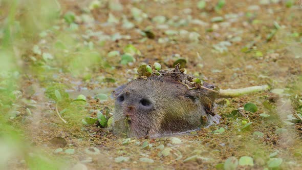 A chill capybara can be seen half submerged under swampy water with its head poking out of water sur