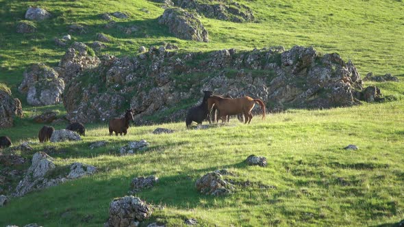 Herd of Horses Grazing in Mountains