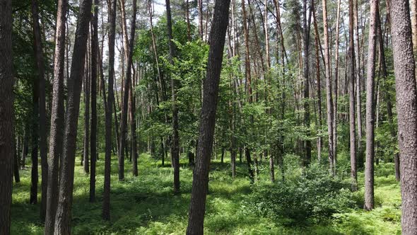 Trees in the Forest By Summer Day