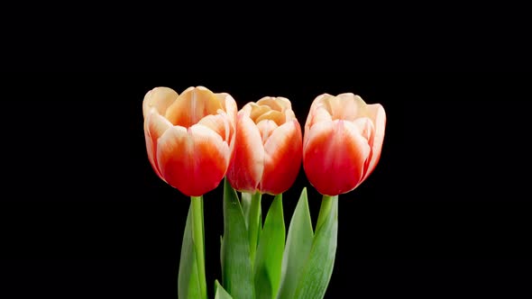 Timelapse of Red White Tulips Flowers Opening