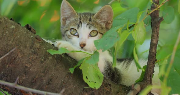 Stray Kitten on a Tree Branch