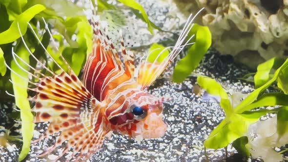 The Beautiful Lionfish of Red Color Swims Leisurely Among Algae and Stones Colorful Underwater